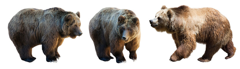 Set of 3 brown bears over white © JackF