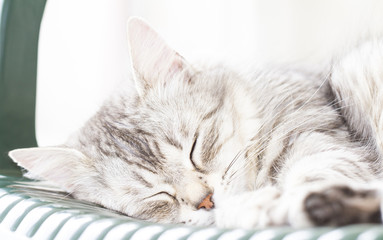Naklejka premium cat sleeping, beautiful silver kitten
