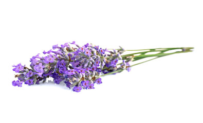 Fototapeta premium Beautiful lavender on white background