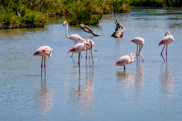 Les flamants roses de Camargue