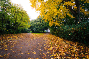Obraz premium Autumn color along a walkway at Østre Anlæg, in Copenhagen, De