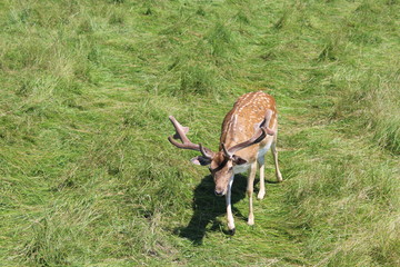 Damwild Hirsch