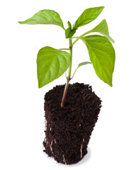 Pepper seedling, isolated on a white background