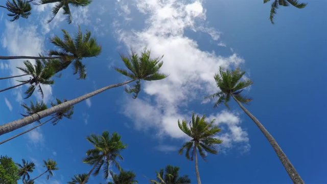 Beautiful tall palm trees on tropical island in French Polynesia