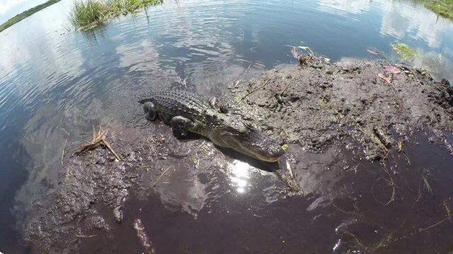 Airboat guide in Everglades swamp feeding huge alligator