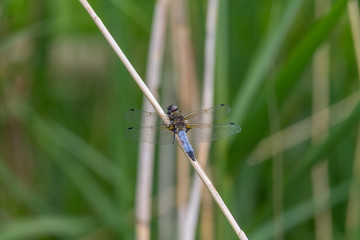 Dragonfly