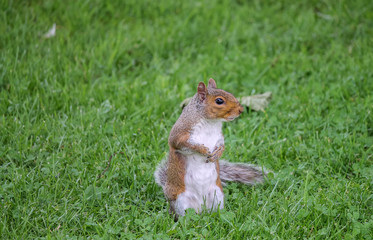 Grey squirrel