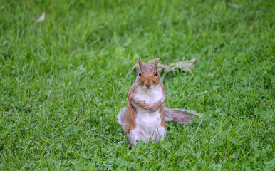 Grey squirrel