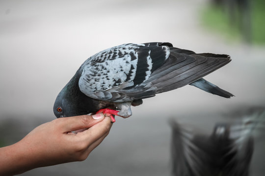 Feeding Pigeon