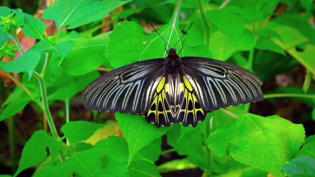 Solitary specimen of the Common Birdwing Butterfly, with its black, white and yellow wings, perched on a green leaf. Video UltraHD