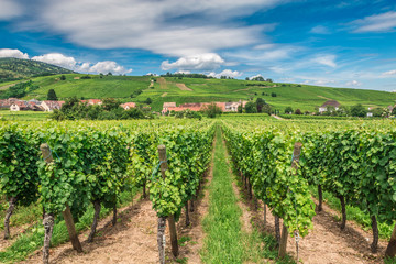 Fototapeta na wymiar Vineyard in Riquewihr village in Alsace Region in France
