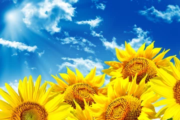 Foto op Plexiglas Zonnebloem Beautiful sunflower field in summer. yellow flowers