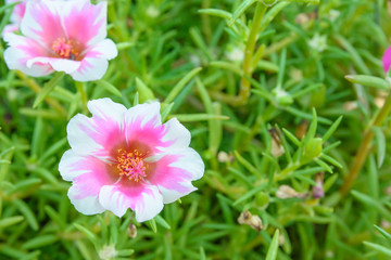 Pink little hogweed flower