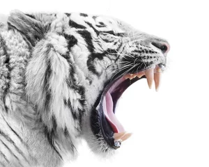 Papier Peint photo Lavable Tigre Fureur blanche