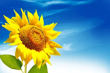 Crédence de cuisine en verre imprimé Tournesol Beautiful sunflower field in summer. yellow flowers