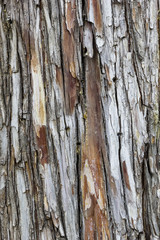 Wood Texture