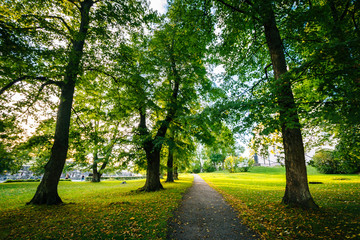 Trees along a path at Suomenlinna, in Helsinki, Finland.