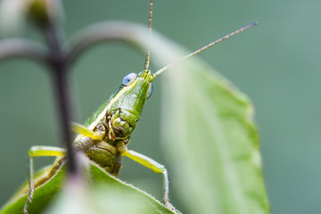 Grasshopper on a green leaf