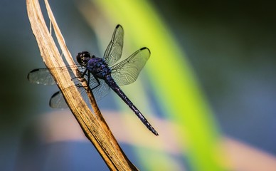 Slatey skimmer dragonfly