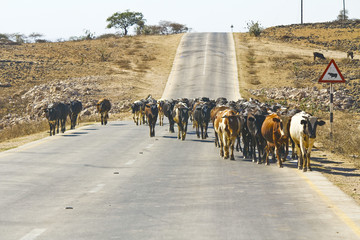 Herd of cows walking road nearby Salalah - Sultanate of Oman