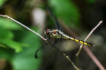 Blue Dasher Dragonfly