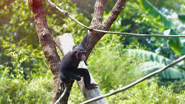 Single chimpanzee hangs inverted from a vine and walks, hand over hand, along a vine in his habitat. Video UltraHD