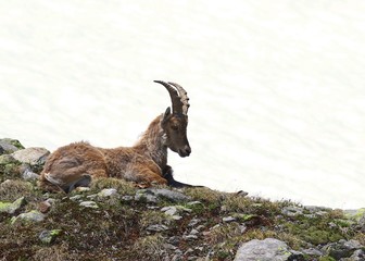 Ibex goat resting on a rocky and grassy patch in the mountains against white snow background