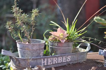 herb garden with rosemary