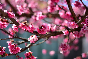 Fototapeta na wymiar Galho repleto de flor de cerejeira de Okinawa