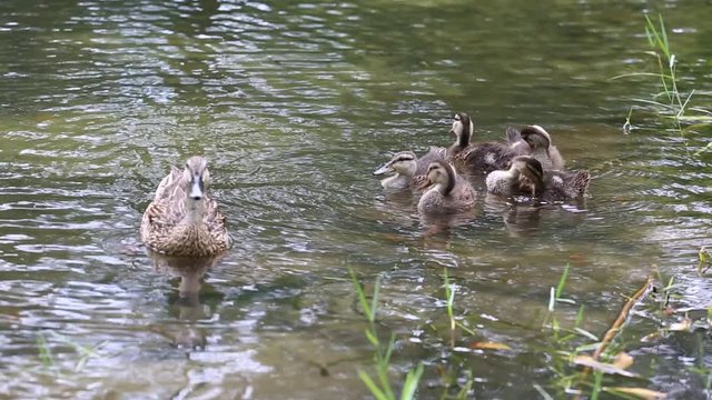Ducklings on water 