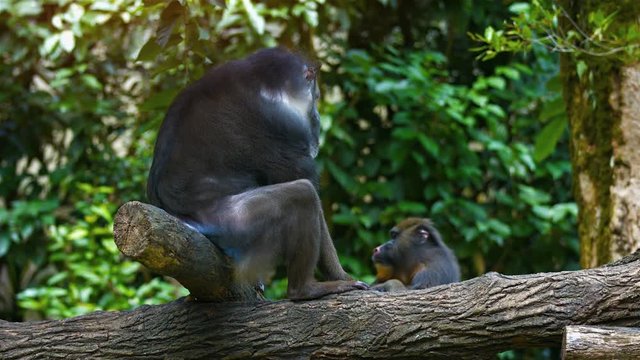 Pair of male mandrill monkeys, sitting on tree branches in their artifical habitat. Video UltraHD