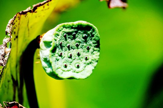  A lotus fruit in a pond.
Hue city,Vietnam