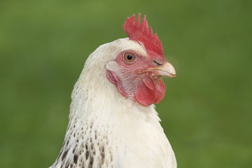 Portrait of white chicken on grass