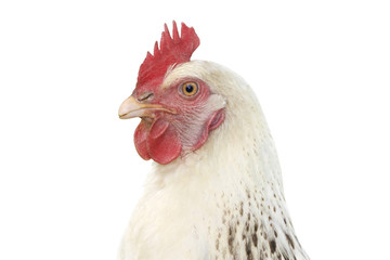 Portrait of white chicken on white background