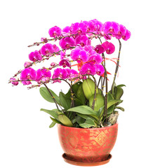 Pink orchid isolated on a white background