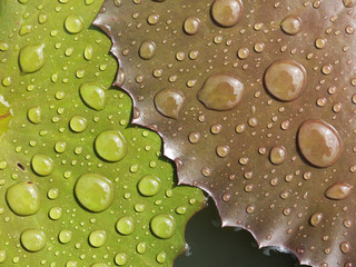 Lotus leaf with water drop