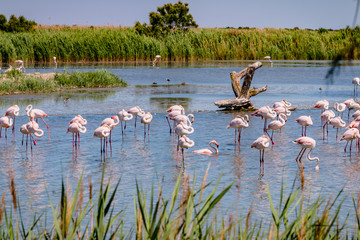 Naklejka premium Flamingi z Camargue