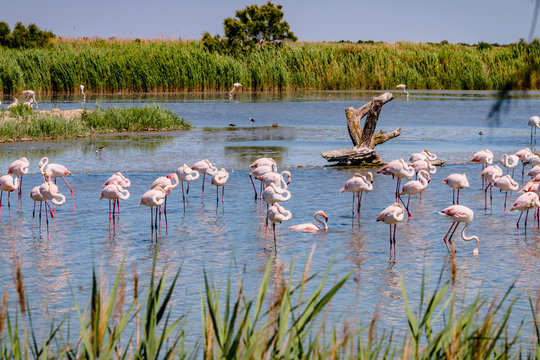 Fototapeta Les flamants roses de Camargue
