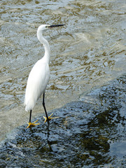 Little Egret portrait