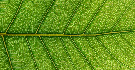 bodhi leaf macro pattern of green texture