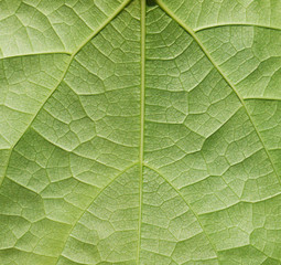 leaf texture
