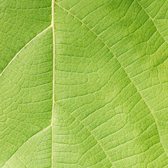 leaf texture ( teak leaf )