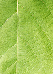 leaf texture ( teak leaf )