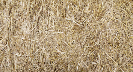 Hay seamless texture background