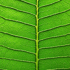 green leaf texture of the Plumeria tree