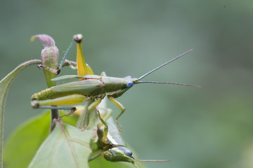 Grasshopper on a green leaf