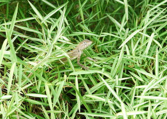 Lizard, galliwasp or chameleon