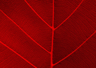Fototapeta na wymiar red leaf texture background ( teak leaf )