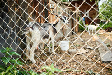 Black-and-white goat with horns on the farm in a cage