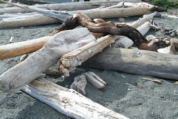 Arbutus Branch on top of a Pile of Driftwood on a Sandy Beach